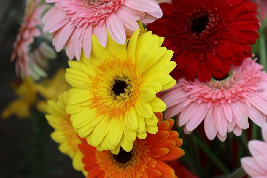 Gerbera Daisies