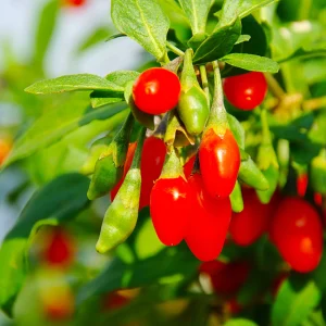 Growing Goji Berries In Pots