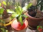 Golden Heart Dracaena