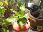 Golden Heart Dracaena Care Indoors