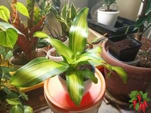 Golden Heart Dracaena Care Indoors