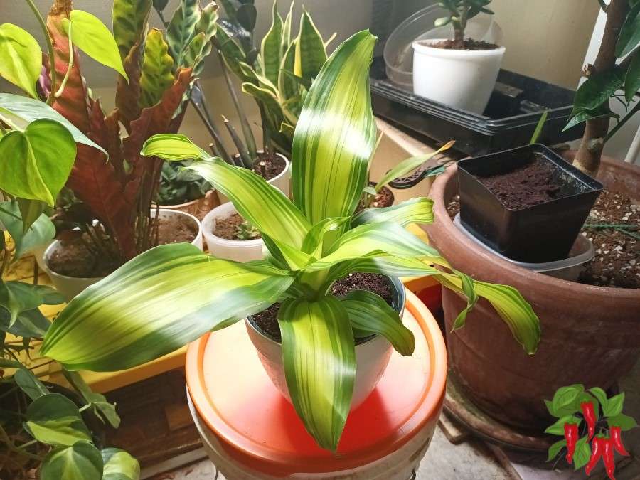 Golden Heart Dracaena Care Indoors