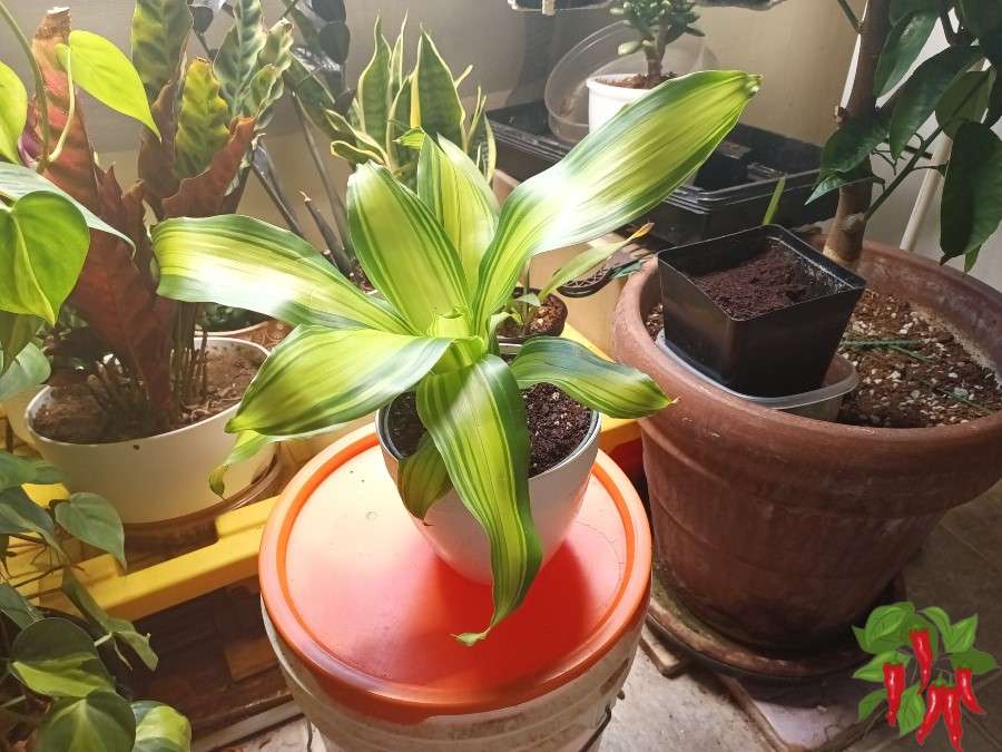 Golden Heart Dracaena
