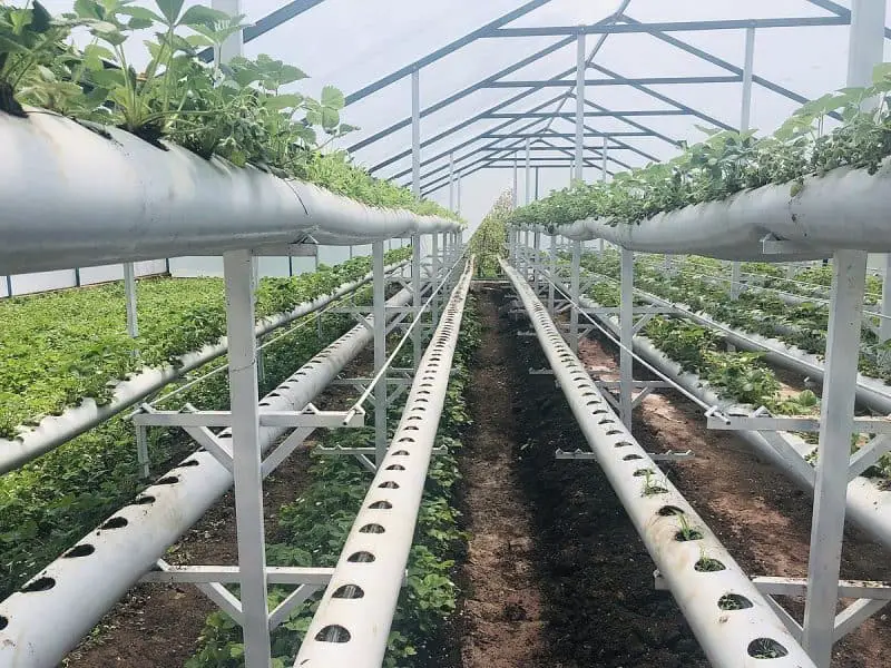 NFT STRAWBERRIES