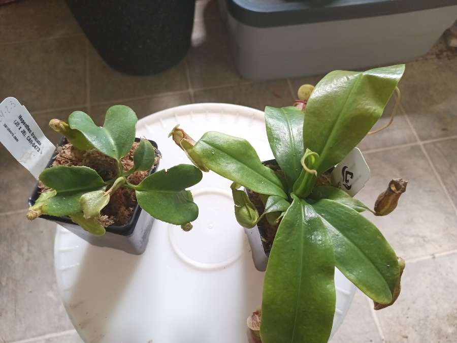 Growing Nepenthes Indoors