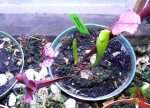 Growing Sarracenia Judith Hindle