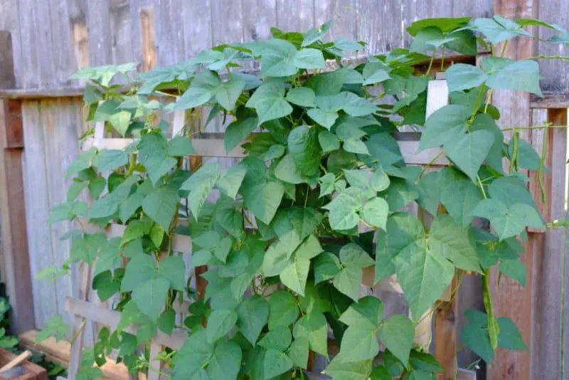 Growing Sweet Potatoes Vertically