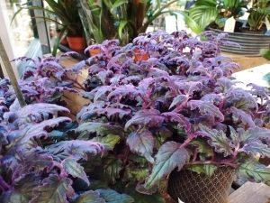 Purple Velvet Plant Care