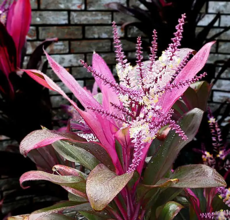 Keeping Your Cordyline Plant Looking Its Best