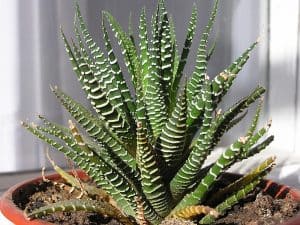 Zebra Plant Succulent Care - How To Grow Haworthia