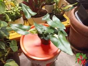 Heart Fern Care Indoors Growing Tips