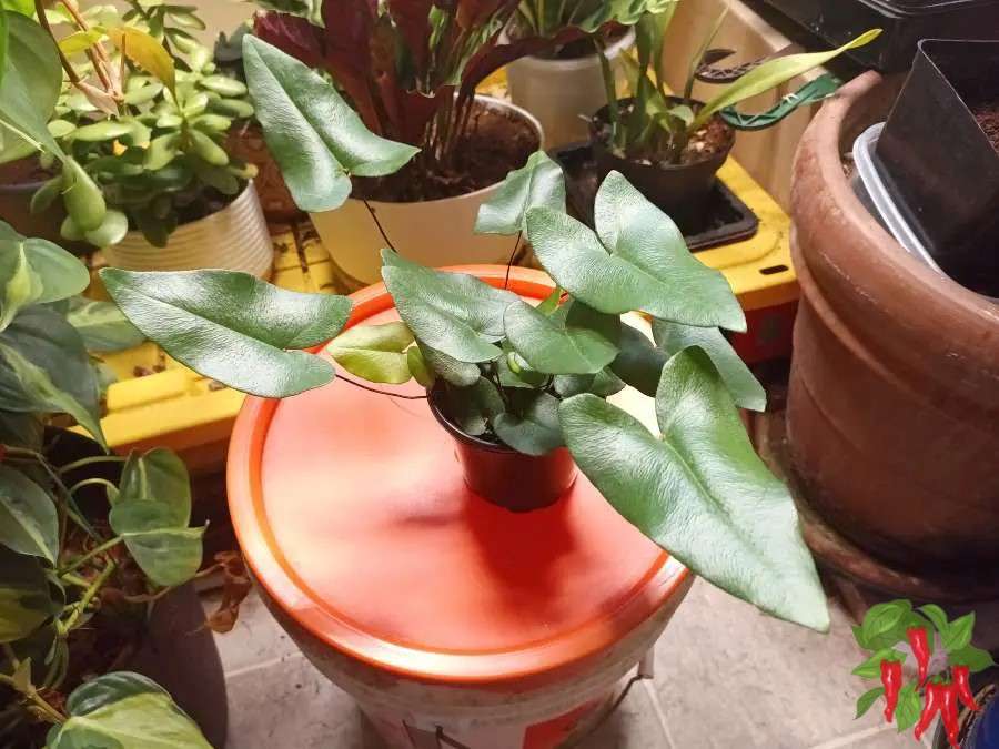 Heart Fern Care Indoors Growing Tips