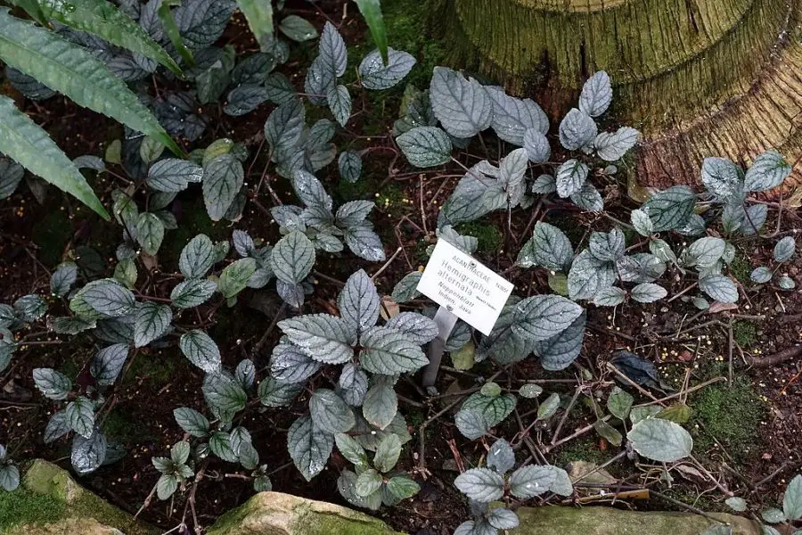 Purple Waffle Plant