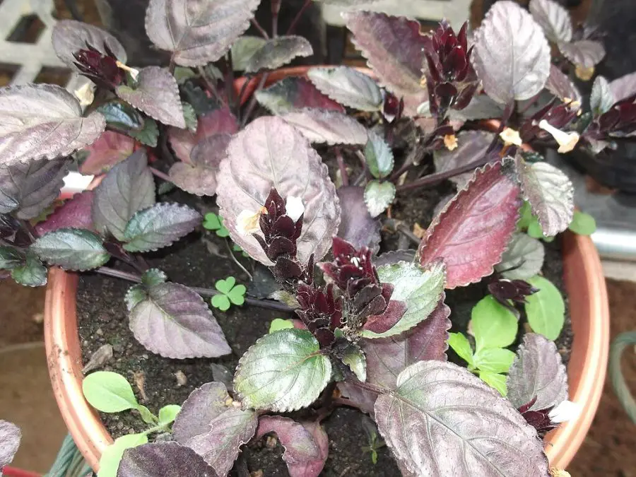 Purple Waffle Plant Care Indoors