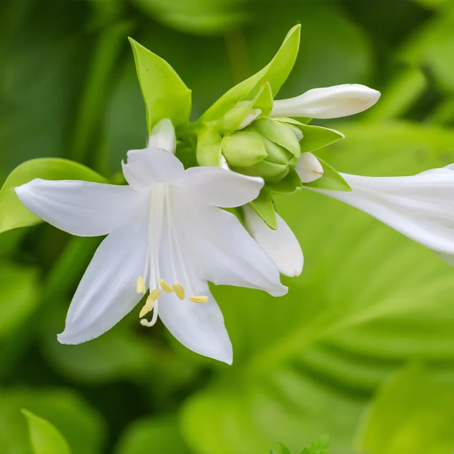 Hosta Flower-Hosta Light Requirements