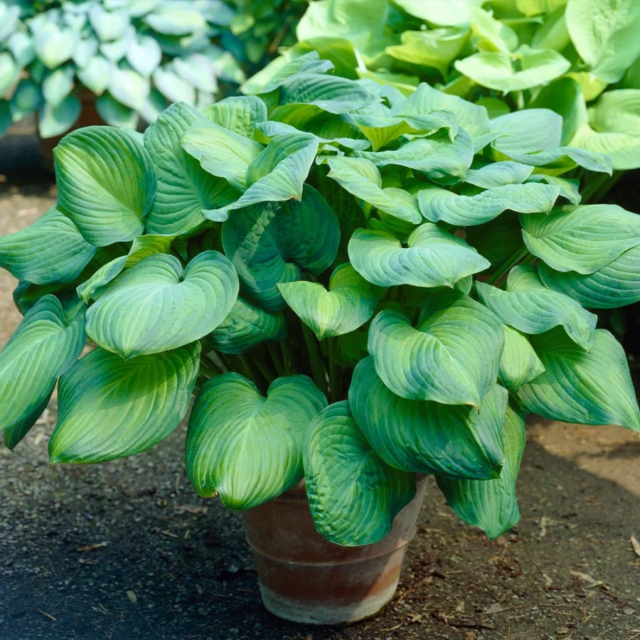 How To Care For Hostas In Pots