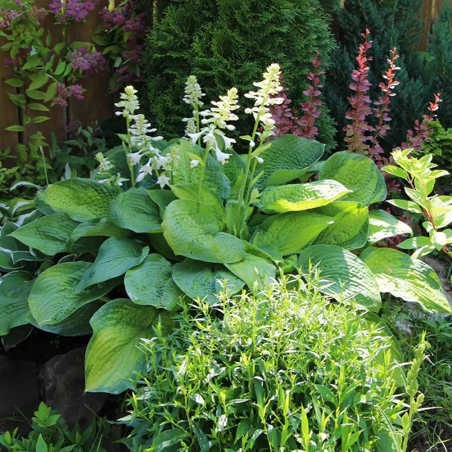 15 Tips And Ticks For How To Care For Hostas In Pots