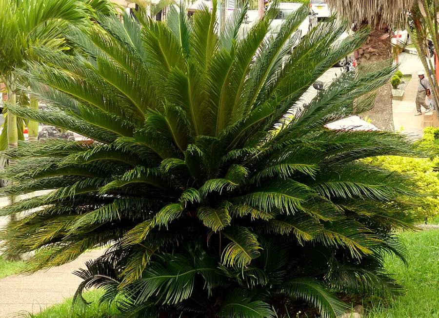 How Big Does a Sago Palm Get?