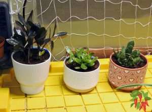 How Many Indoor Plants Should a Beginner Start With?