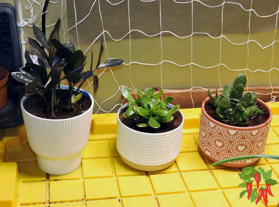 How Many Indoor Plants Should a Beginner Start With?