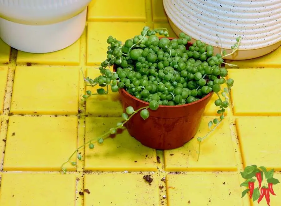 How To Care For Senecio Rowleyanus (String of Pearls)