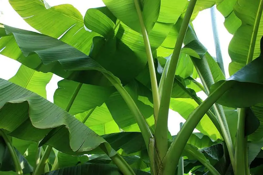 How To Grow A Banana Tree Indoors