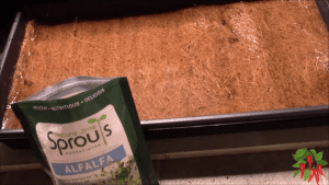 How To Grow Microgreens Indoors In Trays