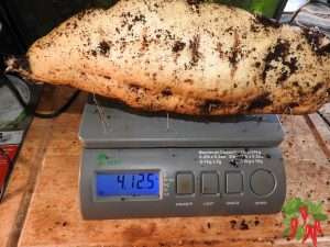 How to Grow Sweet Potatoes in Containers