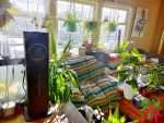 Humidity for Tropical Houseplants