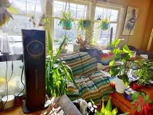 Humidity for Tropical Houseplants