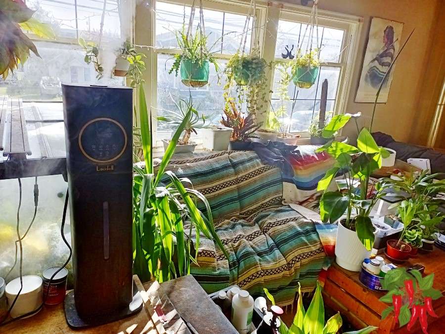 Humidity for Tropical Houseplants