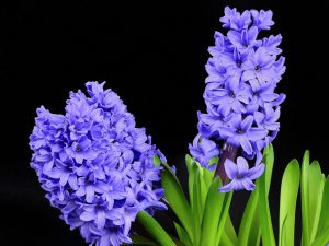 How to Plant Hyacinth Bulbs in Pots