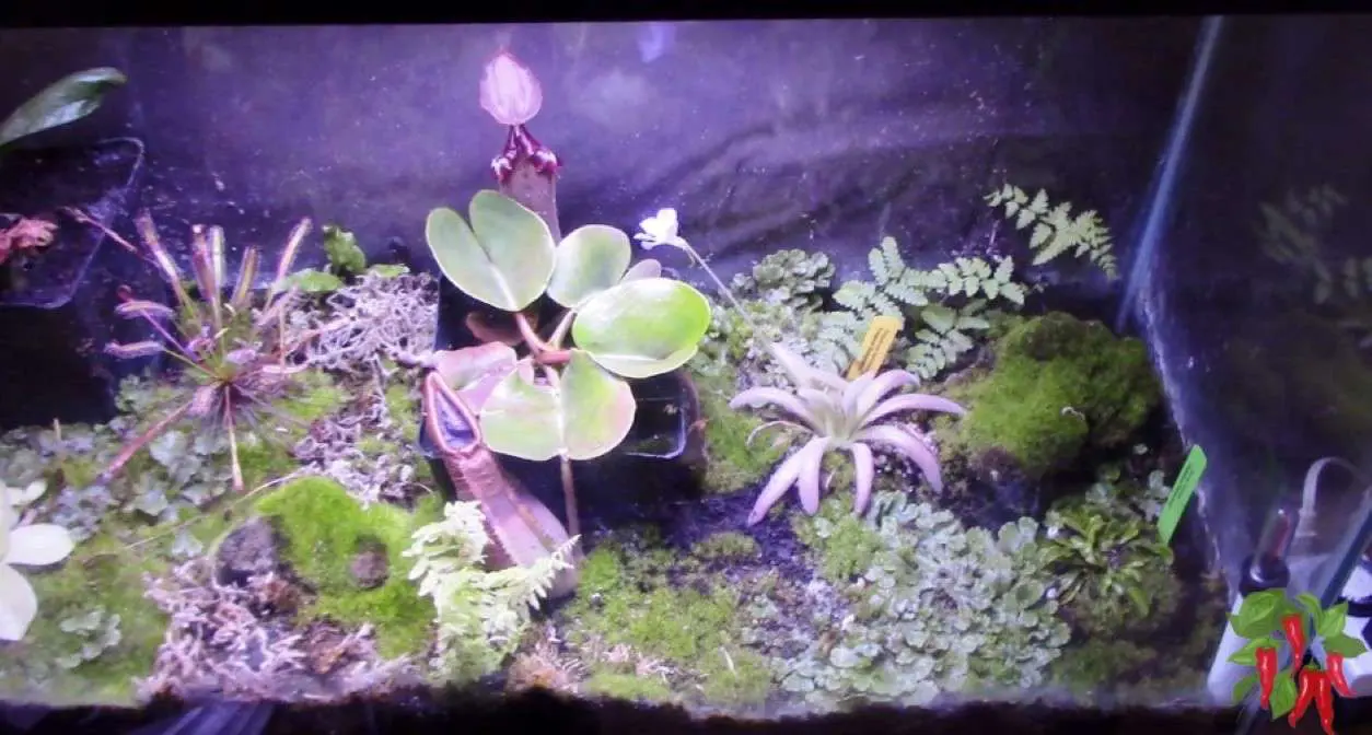 Why Truncata Works in My Terrarium