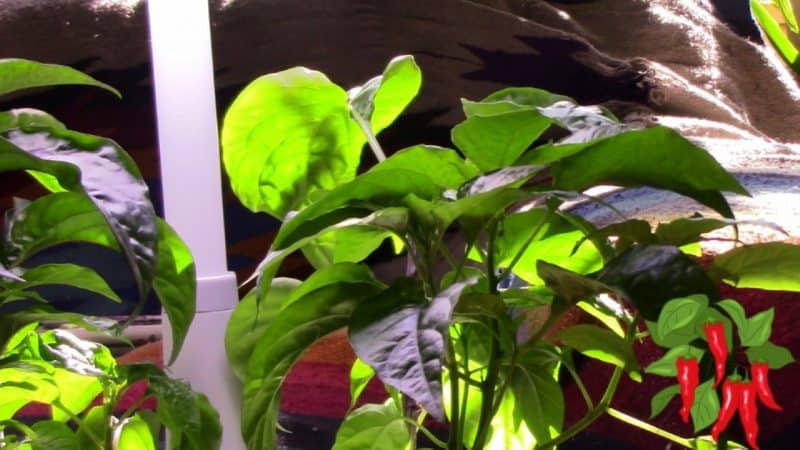 Growing Chili Peppers In An AeroGarden Harvest