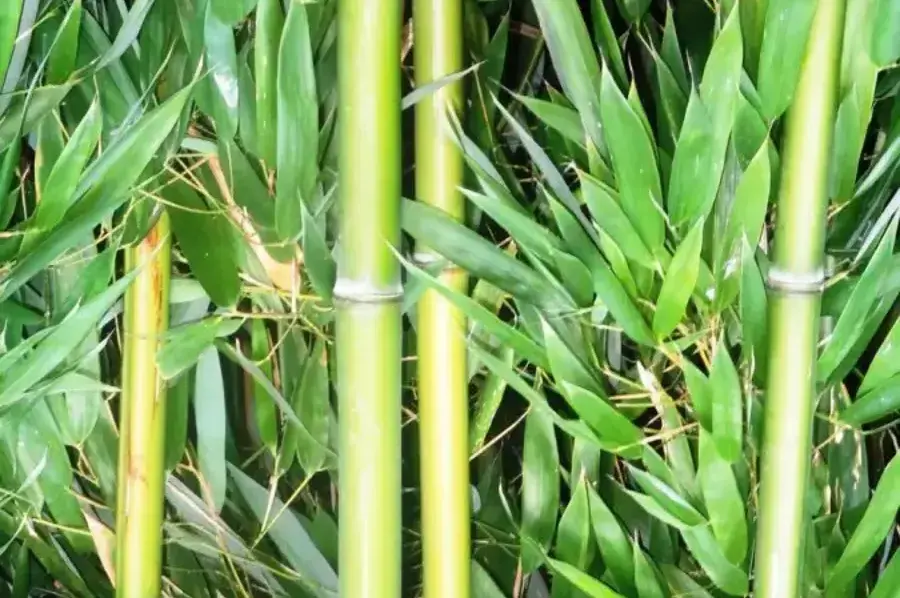 INDOOR BAMBOO