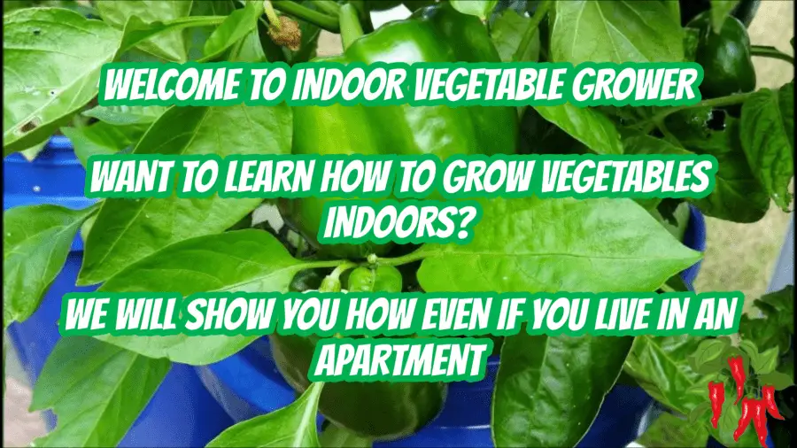 Welcome To Indoor Vegetable Grower. Want to learn how to grow vegetables indoors? We will show you how even if you live in an apartment.