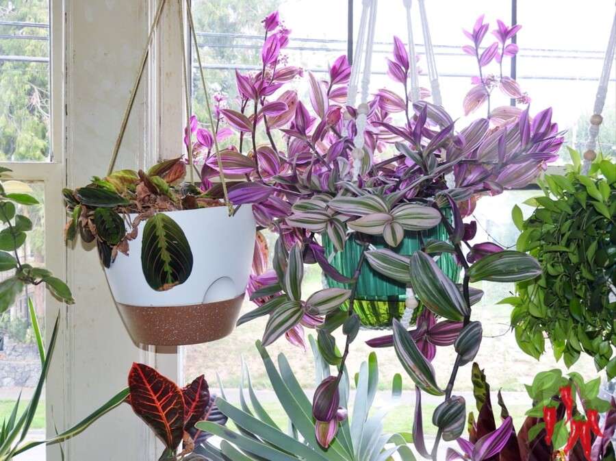 Inch Plant Care Made Easy (The Ultimate Care Guide)
