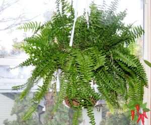 Boston Fern Care Indoors