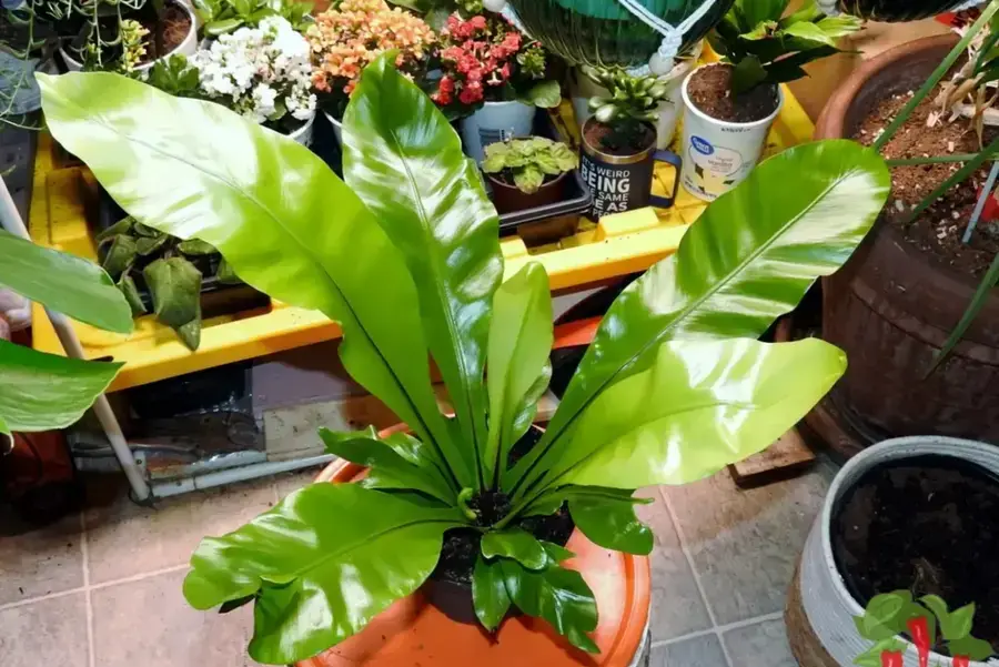 Indoor Houseplant Care