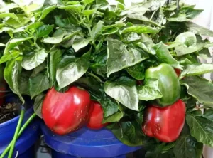 Apartment Kitchen Garden (Apartment Gardening Tips For Beginners) - Hydroponic Peppers