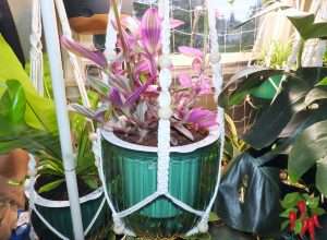 Is Indoor Gardening Expensive to Start?