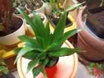Janet Craig Dracaena Care Indoors