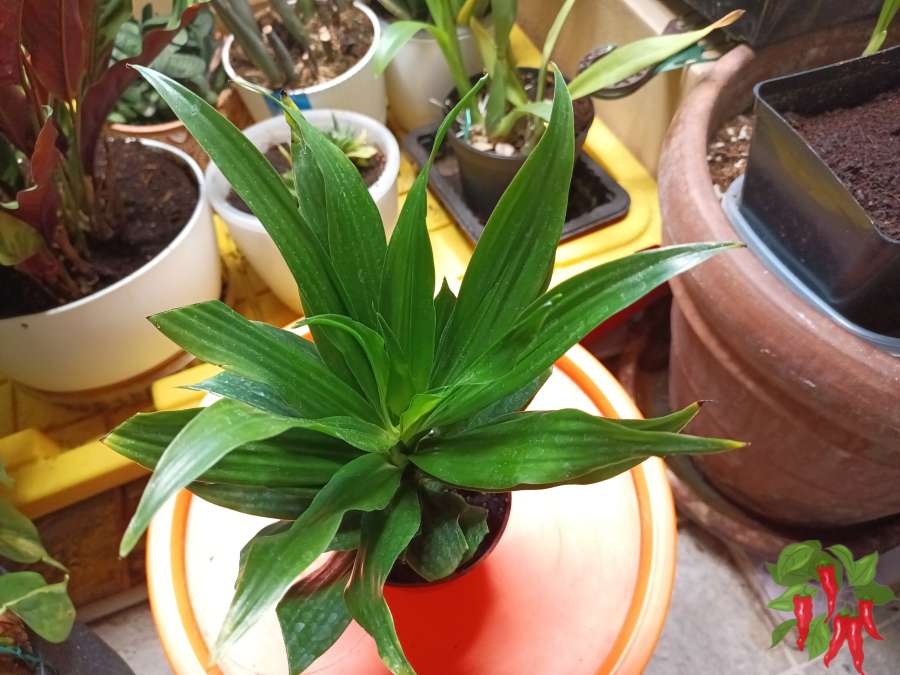 Janet Craig Dracaena Care Indoors