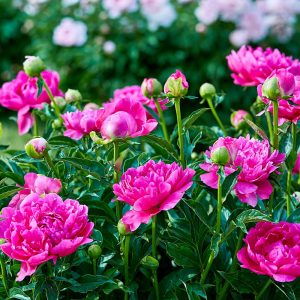 Can You Grow Peonies In A Pot? Yes you can!