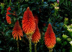 Red Hot Poker Plant in Pots