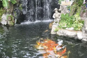 Beginners Guide to Koi Pond Construction