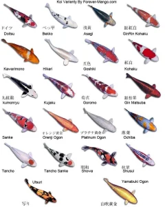 Different Types Of Koi Fish chart