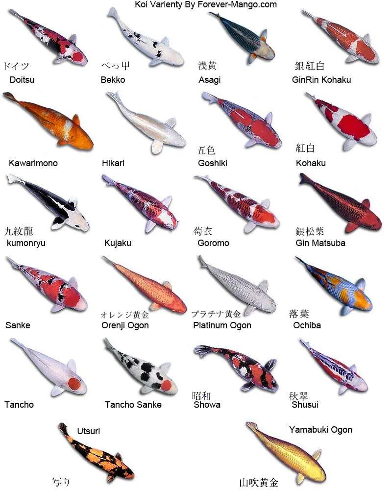 Different Types Of Koi Fish chart