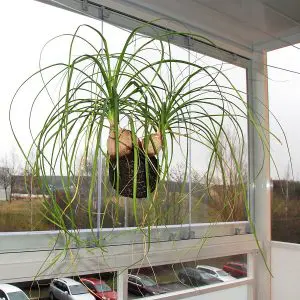 ponytail palm hanging in window