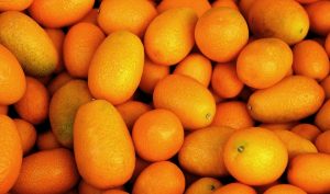 Growing Kumquats In Pots Indoors